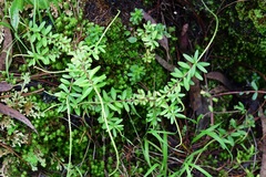 Peperomia leptophylla