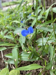 Commelina communis