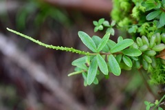 Peperomia leptophylla