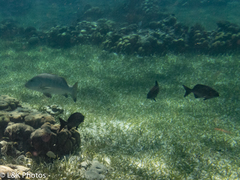 Lutjanus cyanopterus