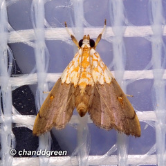 Agrotera basinotata