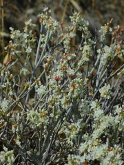 Eriogonum wrightii trachygonum