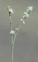 Eriogonum wrightii trachygonum