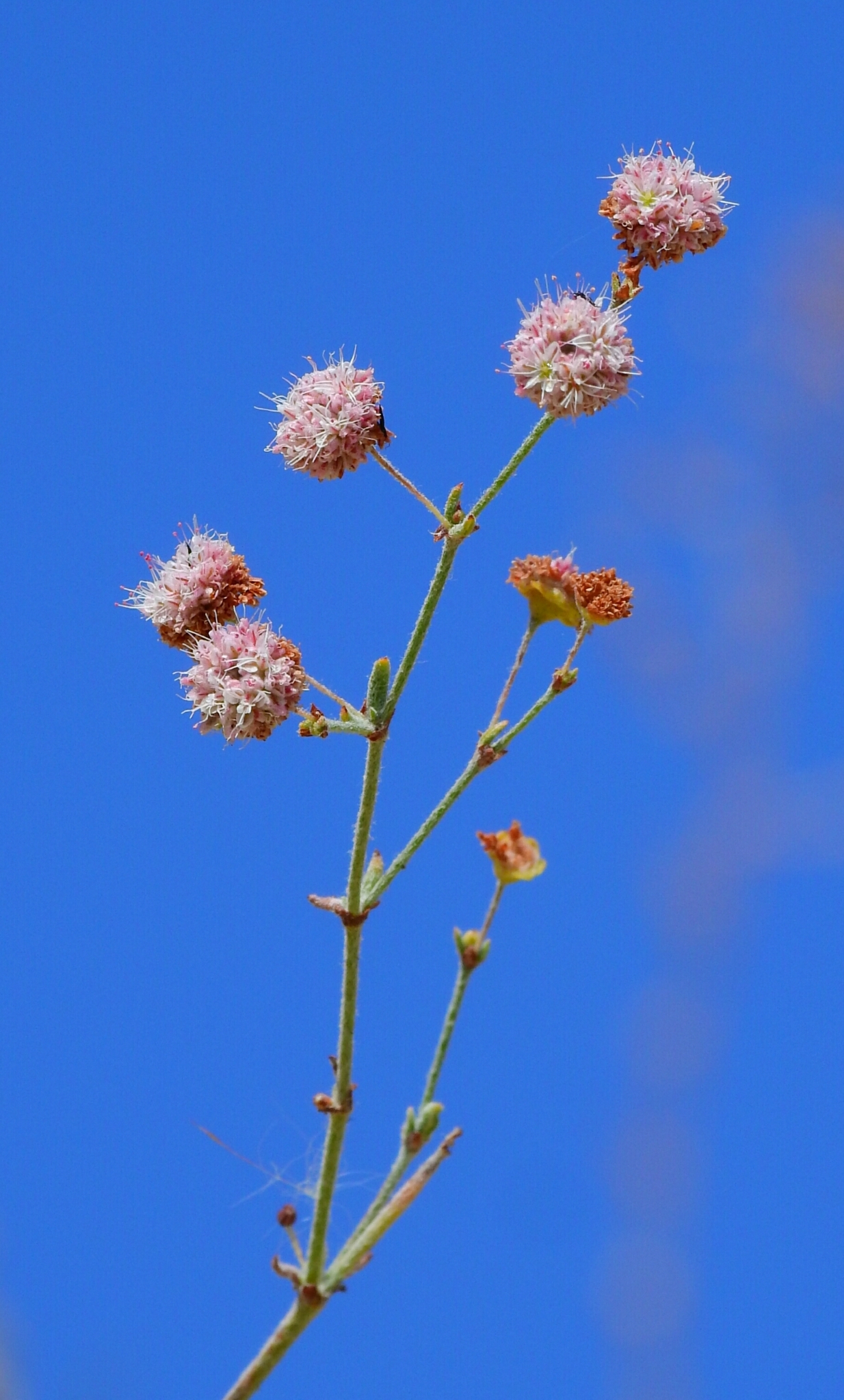 Eriogonum angulosum