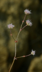 Eriogonum angulosum