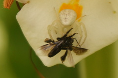 Frieseomelitta nigra