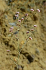Eriogonum angulosum