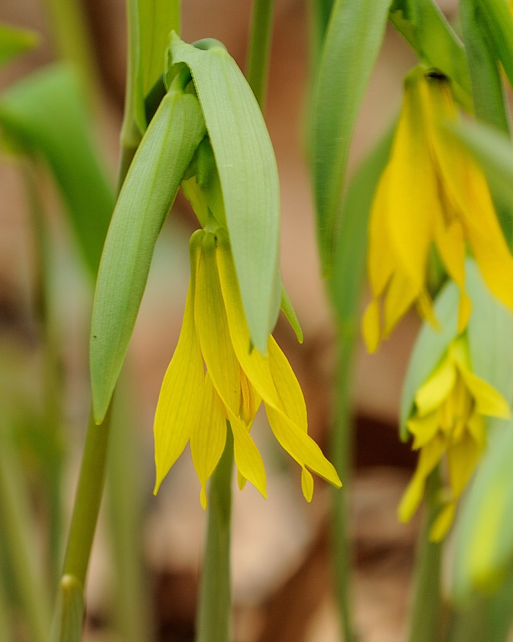 Uvularia grandiflora