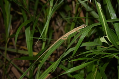Anolis bitectus
