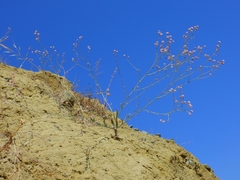Eriogonum angulosum