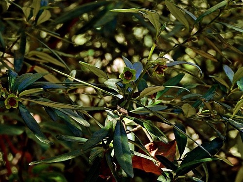 Image of Beyeria lasiocarpa by (c) Max Campbell, some rights reserved (CC BY)