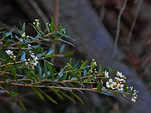 Image of Sannantha pluriflora by (c) Max Campbell, some rights reserved (CC BY)