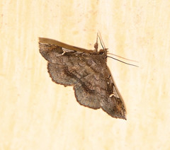 Azeta repugnalis