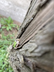 Hyla japonica