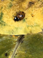 Coccinella septempunctata