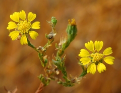 Deinandra bacigalupii