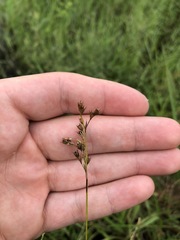 Juncus dichotomus