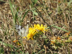 Pontia occidentalis
