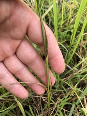 Juncus dichotomus