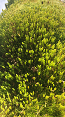 Leptostomum macrocarpum