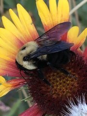 Bombus griseocollis