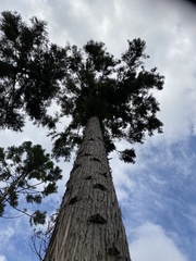 Cryptomeria japonica