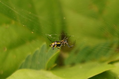 Micrathena funebris