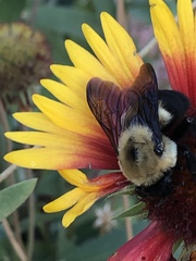 Bombus griseocollis