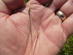 Hesperostipa curtiseta