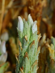 Chloropyron palmatum