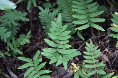 Pleopeltis alansmithii