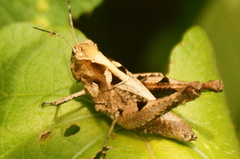 Melanotettix dibelonius