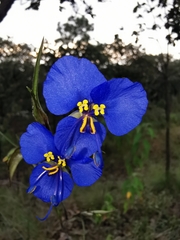 Commelina dianthifolia
