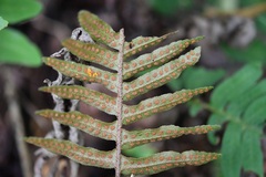 Pleopeltis alansmithii