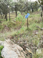 Commelina dianthifolia