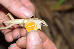 Anolis bitectus