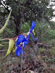 Commelina dianthifolia