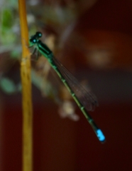 Ischnura perparva