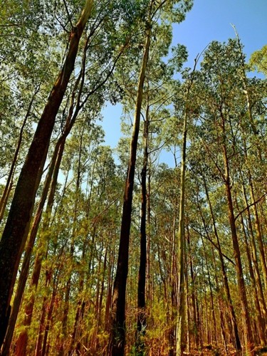 Eucalyptus smithii, photograph 6