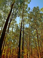 Eucalyptus smithii, photograph (c) Max Campbell, some rights reserved (CC BY)