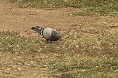 Columba livia domestica