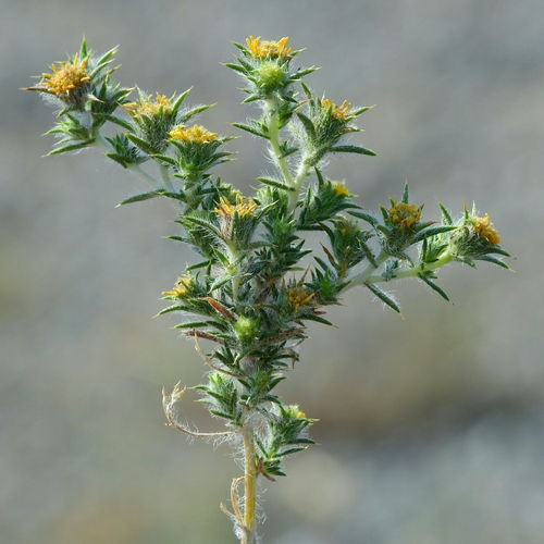 Centromadia parryi ssp. congdonii