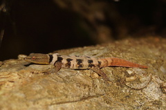 Sphaerodactylus glaucus