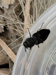 Melanophila acuminata