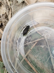 Melanophila acuminata