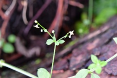 Galium aschenbornii