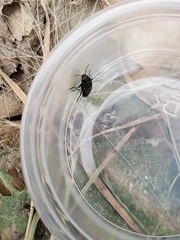 Melanophila acuminata