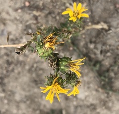 Grindelia subalpina