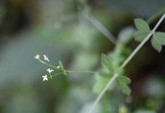 Galium aschenbornii