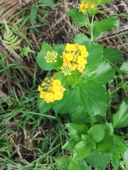 Lantana × hybrida